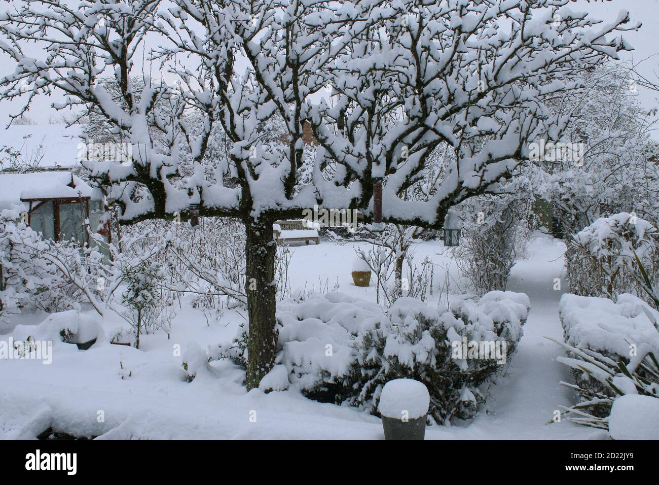 Un paysage magnifique neige d'hiver scène d'un anglais organique jardin de campagne gelé par temps glacé couche blanche sur la poire chemin d'arbre espalier rose pelouse Banque D'Images