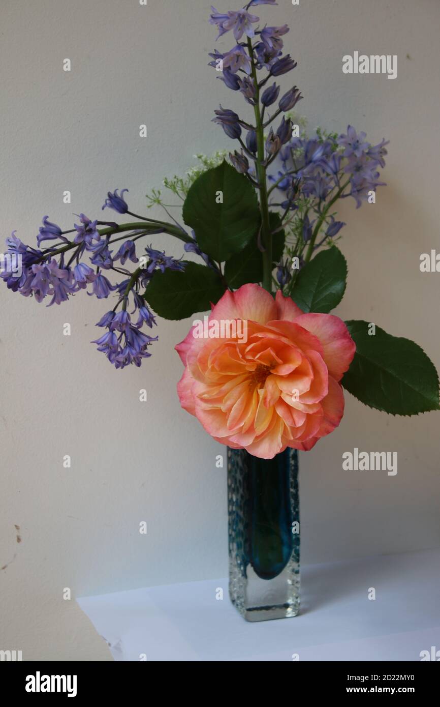 Gros plan d'un vase bleu en verre d'art avec bouquet de fleurs printanières parfumées avec cloches, tige de rose abricot dans intérieur pleine fleur avec dos blanc Banque D'Images