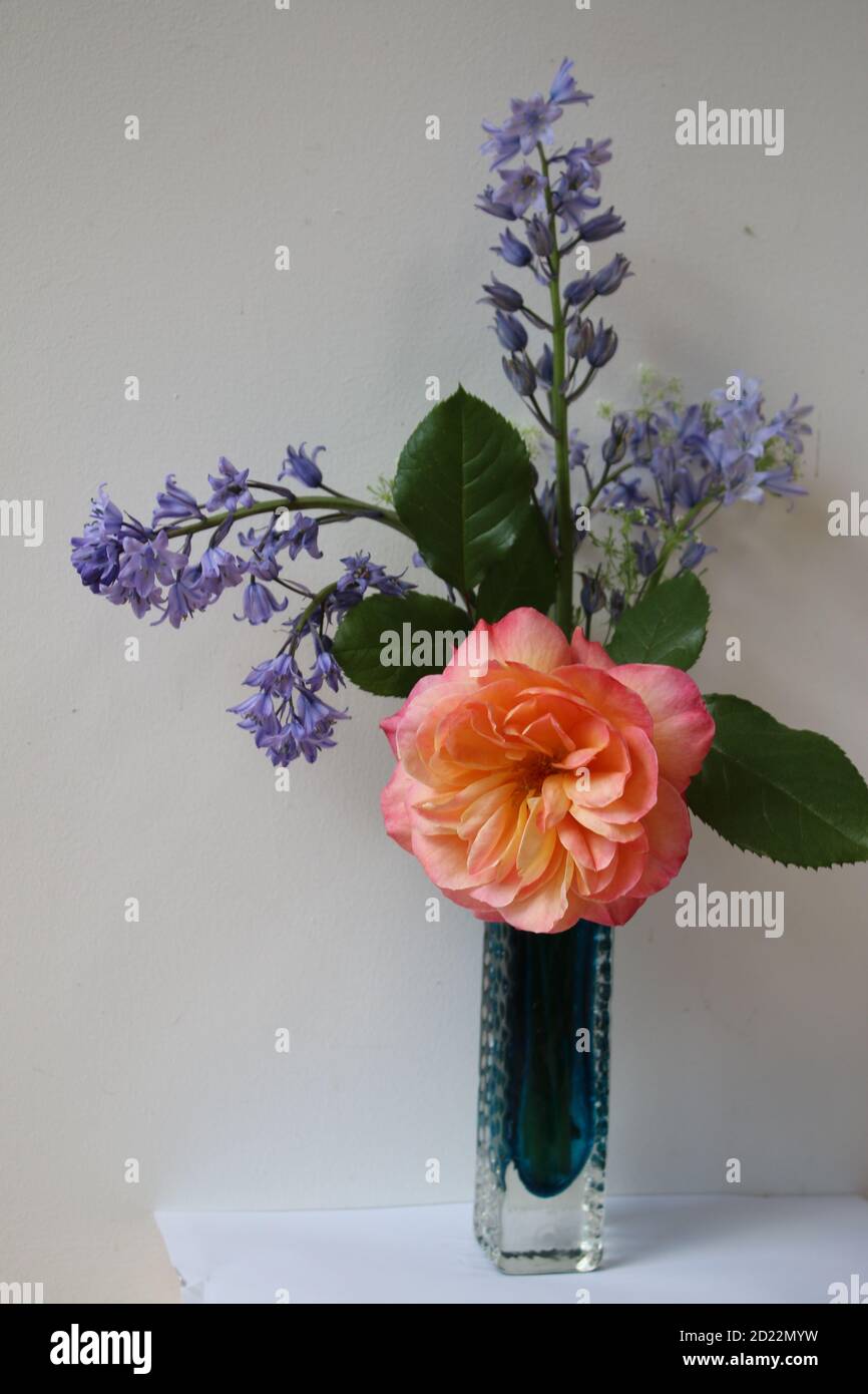 Gros plan d'un vase bleu en verre d'art avec bouquet de fleurs printanières parfumées avec cloches, tige de rose abricot dans intérieur pleine fleur avec dos blanc Banque D'Images