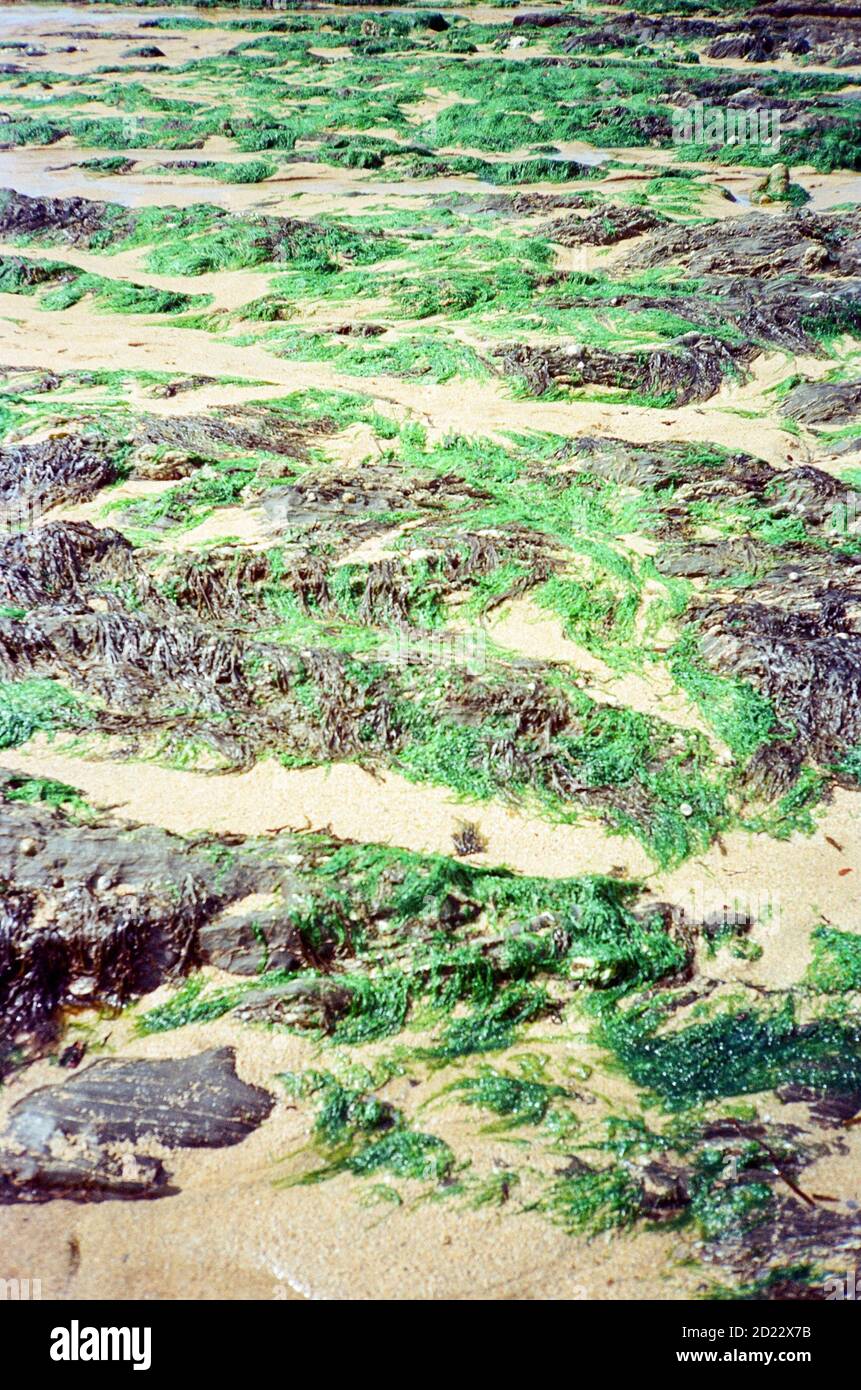 Algue vert vif sur la plage de Mouthwell, Hope Cove, Kingsbridge, Devon, Angleterre, Royaume-Uni. Banque D'Images