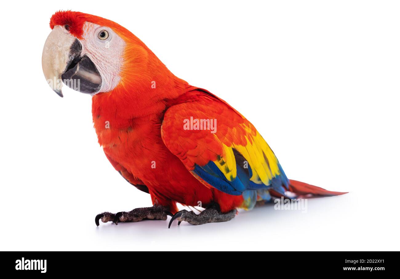 Macaw Parrot isolé sur fond blanc Banque D'Images