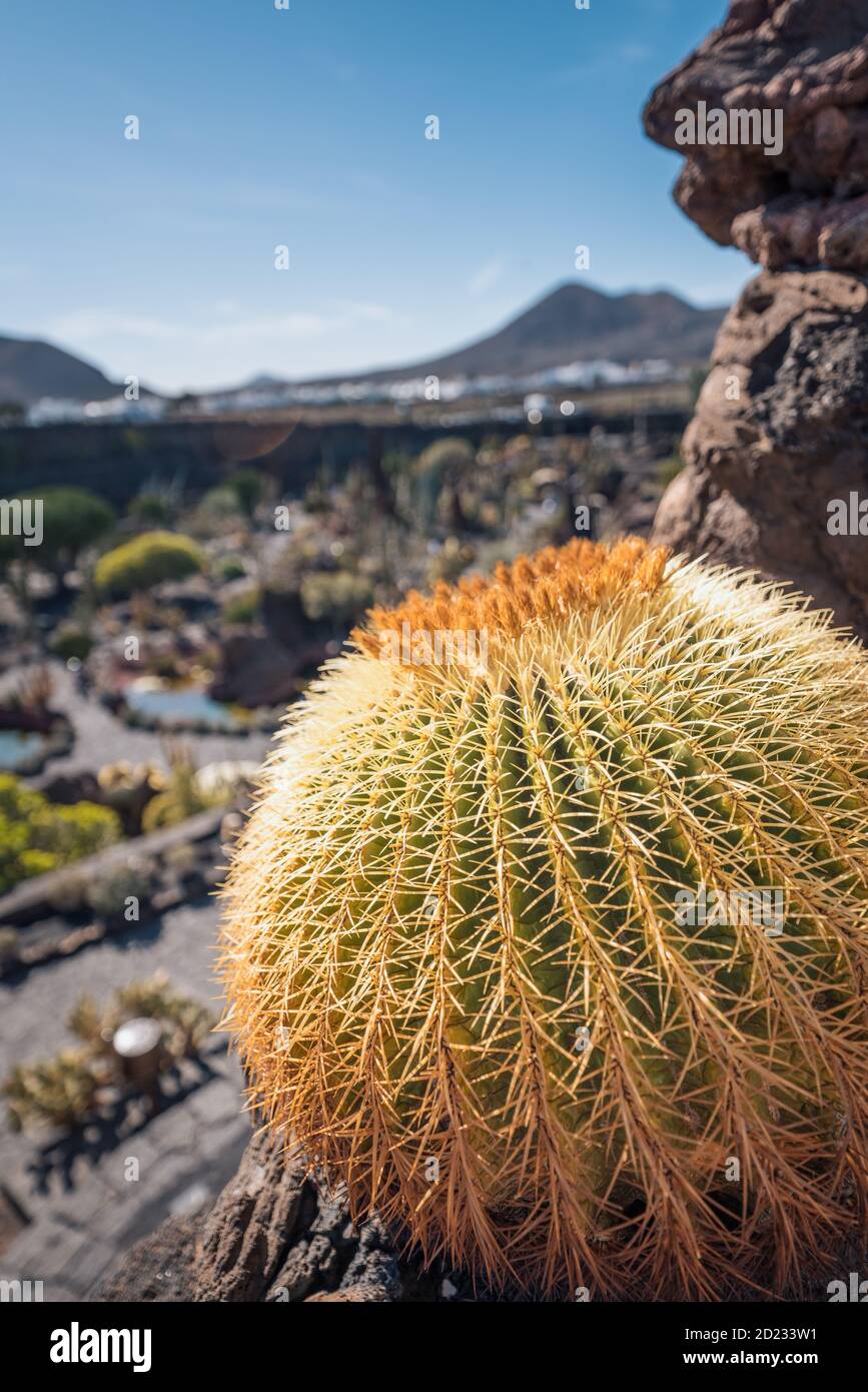 Jardin de cactus, Lanzarote, îles Canaries, Espagne Banque D'Images