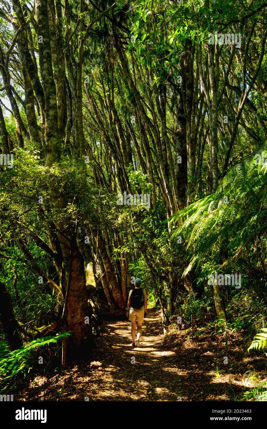 Le sentier qui entoure le lac Rotopounamu, réserve pittoresque de Pihanga, dans le parc national de Tongariro, dans le centre de l'île du Nord de la Nouvelle-Zélande. Banque D'Images