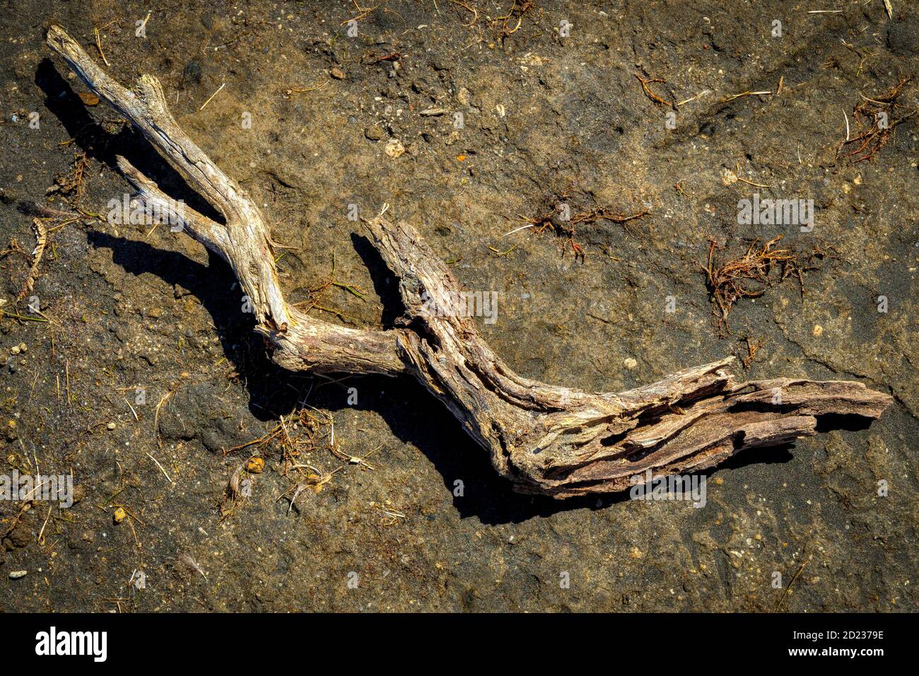 Driftwood à côté du lac du cratère Rotopounamu, réserve pittoresque de Pihanga, parc national de Tongariro dans le centre de l'île du Nord en Nouvelle-Zélande. Banque D'Images