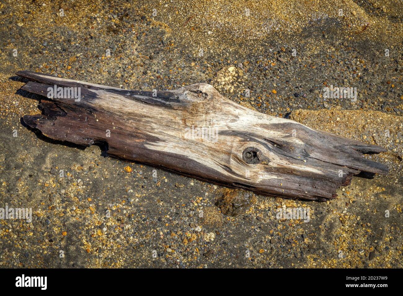 Driftwood à côté du lac du cratère Rotopounamu, réserve pittoresque de Pihanga, parc national de Tongariro dans le centre de l'île du Nord en Nouvelle-Zélande. Banque D'Images