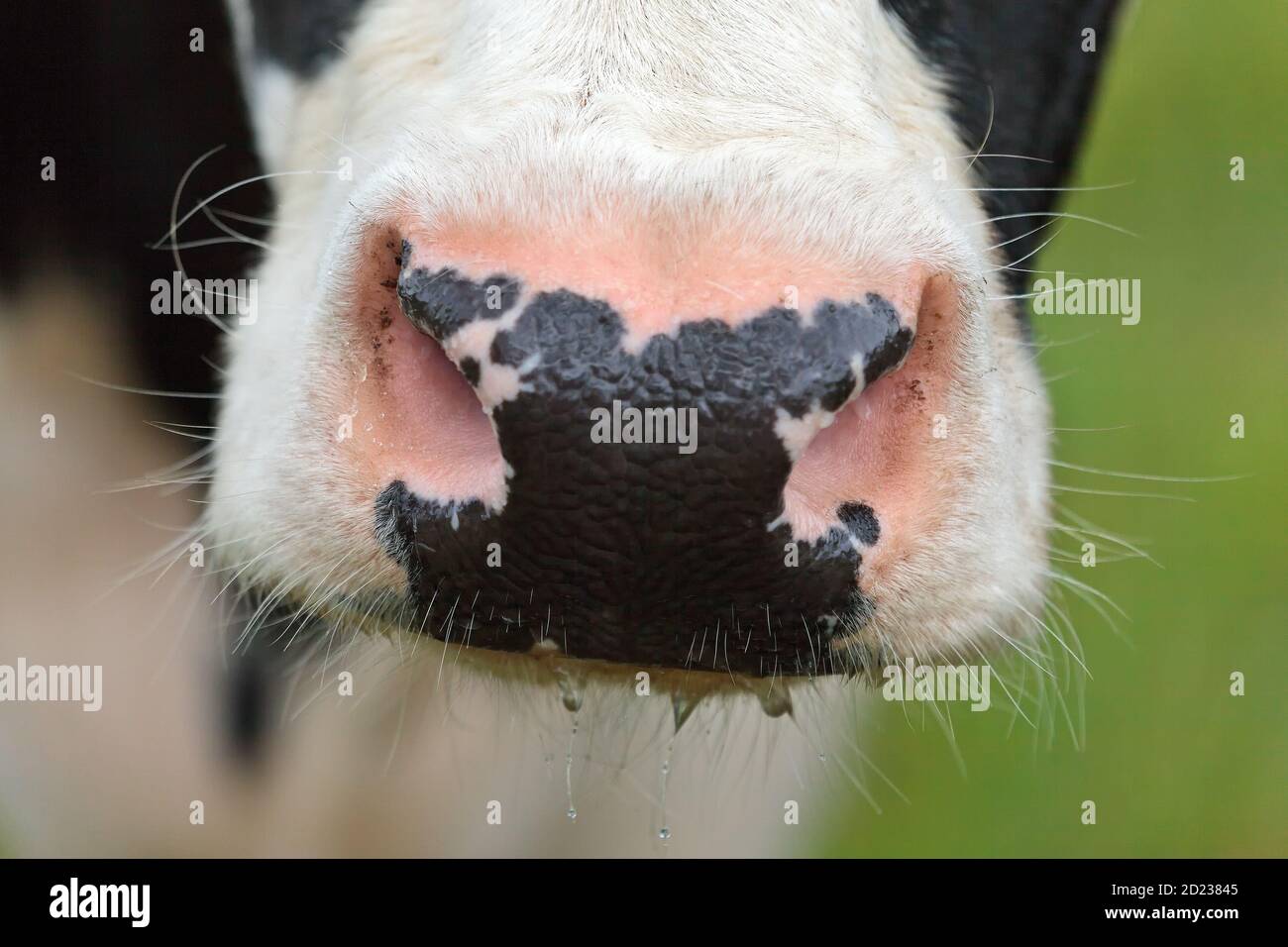 Gros plan d'une vache à lait hollandaise noire et blanche Banque D'Images