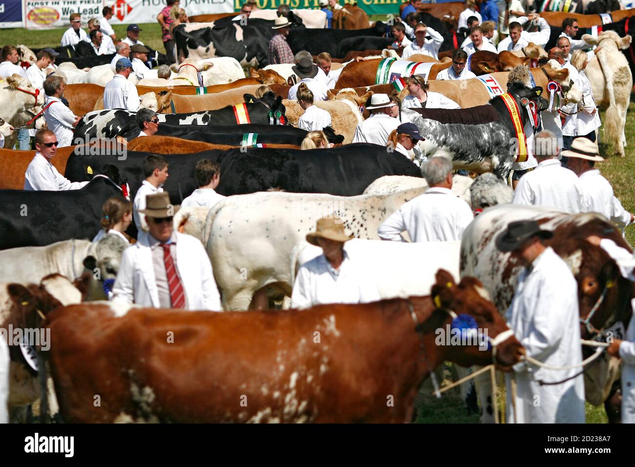 Royal Welsh Show Llanelwedd, 24 juillet 2014. Les concurrents défilent leurs bovins gagnants dans le ring principal au spectacle près de Builth Wells, Powys, W. Banque D'Images