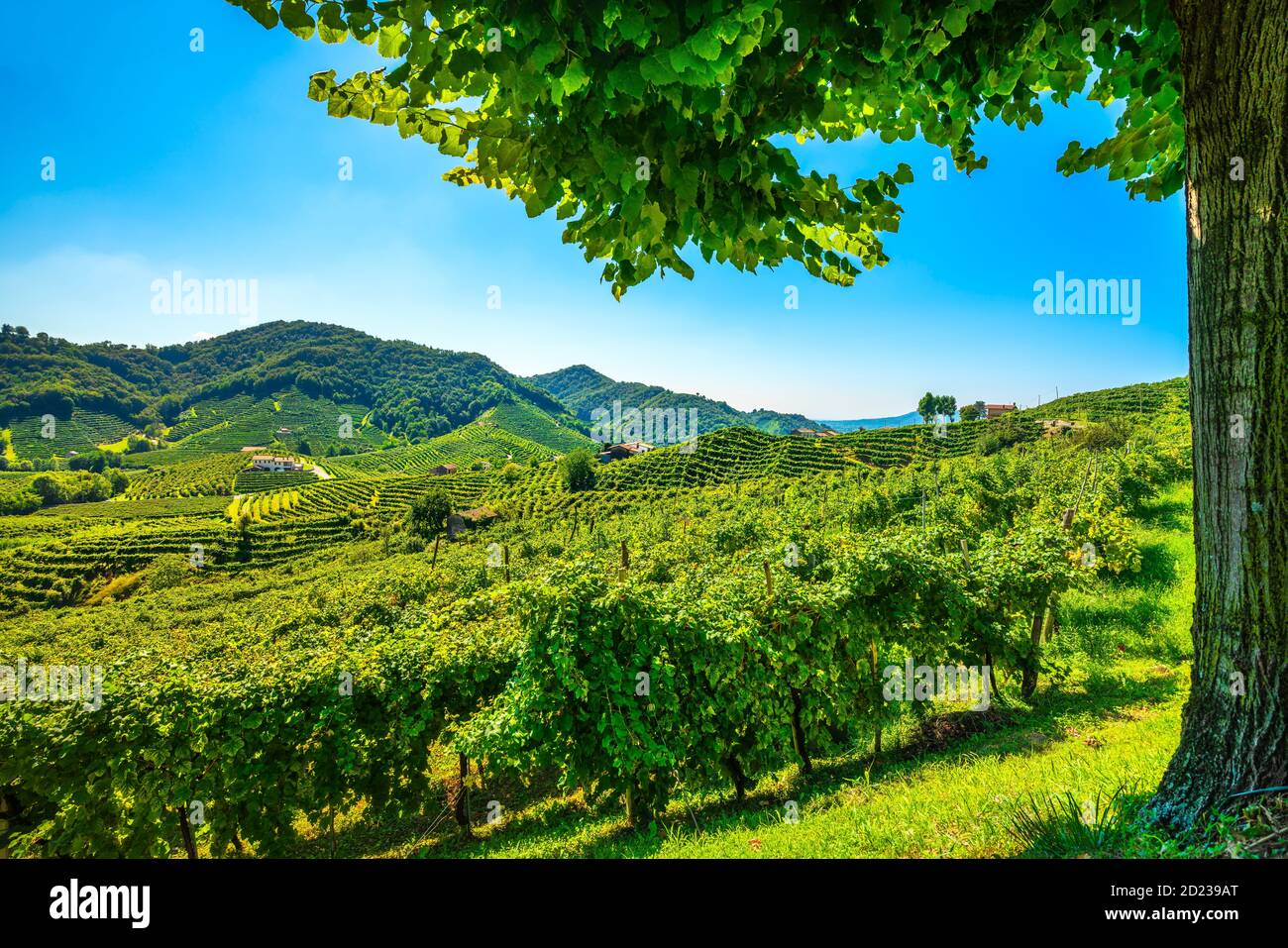 Vignobles Prosecco Hills et arbre comme cadre. Site de l'UNESCO. Guia, Valdobbiadene, Trévise, Vénétie, Italie, Europe. Banque D'Images
