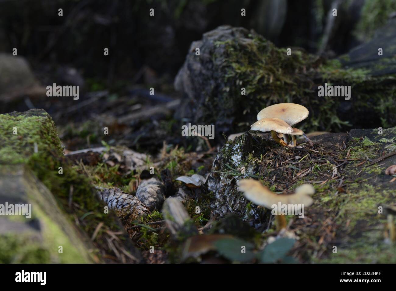 Seelbach, Tretenbach, Foothills de la Forêt Noire: Champignons forestiers sur bois mort, champignons de toit fauve et tête de soufre (jaune). Banque D'Images