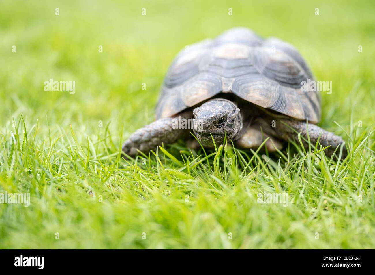 Tortue Testudo marginata tortue continentale européenne marchant sur l'herbe verte en gros plan faune. Banque D'Images Tortue Testudo marginata tortue continentale européenne marchant sur l'herbe verte en gros plan faune. Banque D'Images