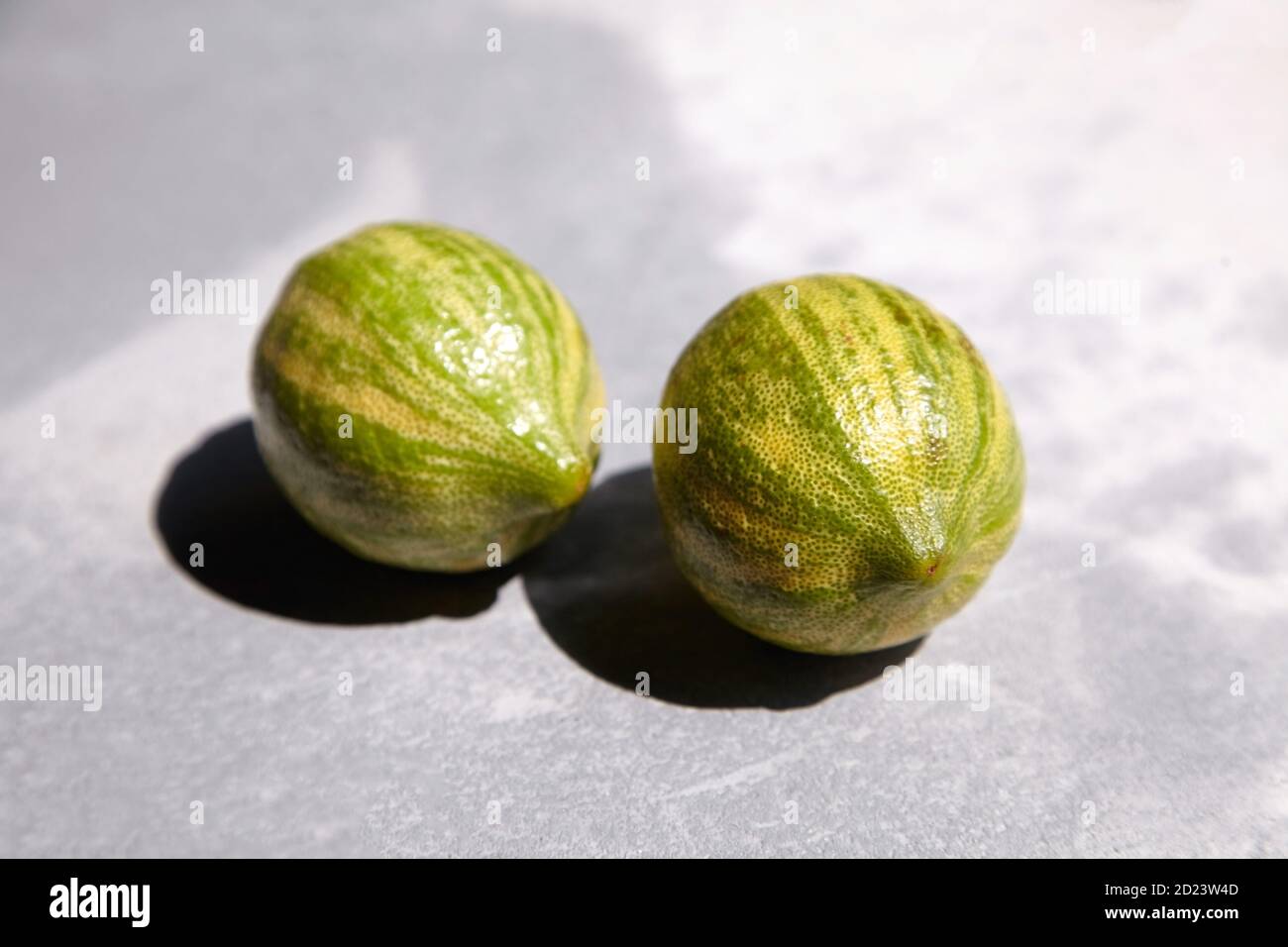 Deux citrons rayés entiers, citrons roses Variegated ou citrons Eureka à charnues roses sur table en béton gris. Agrumes Banque D'Images