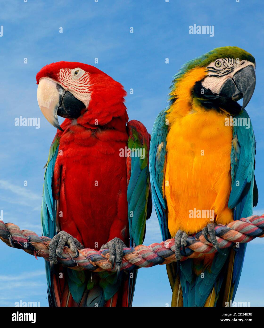 La macaw d'or et de bleu et la macaw de Scarlet perchées une corde Banque D'Images