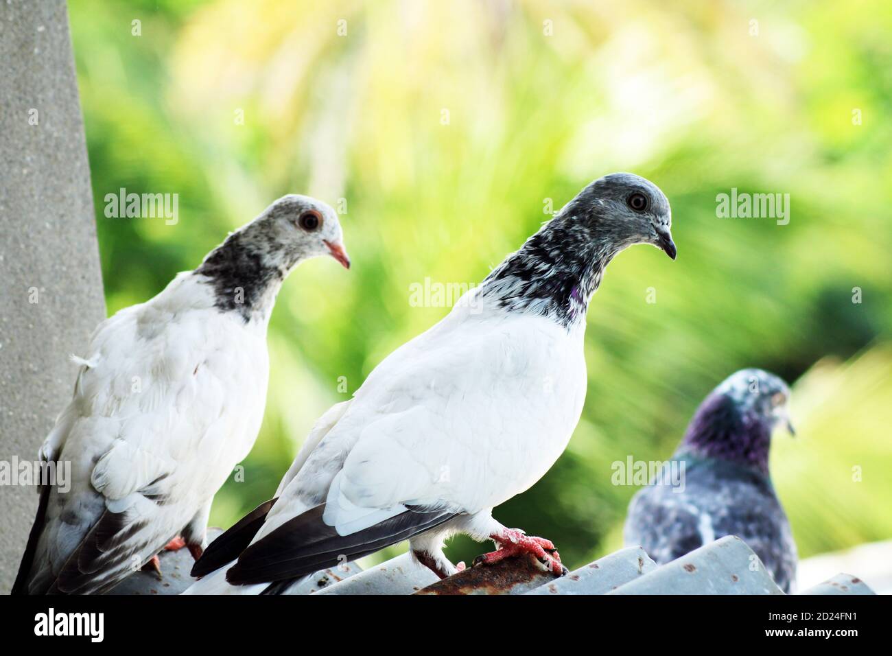 Photos d'oiseaux de pigeon volant Banque D'Images