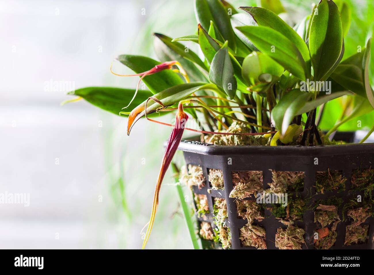 Gros plan de l'orchidée Masdevallia en fleurs. Orchidées miniatures Banque D'Images