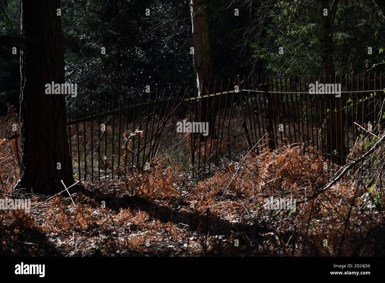 Une ancienne clôture métallique brisée au milieu d'un forêt Banque D'Images