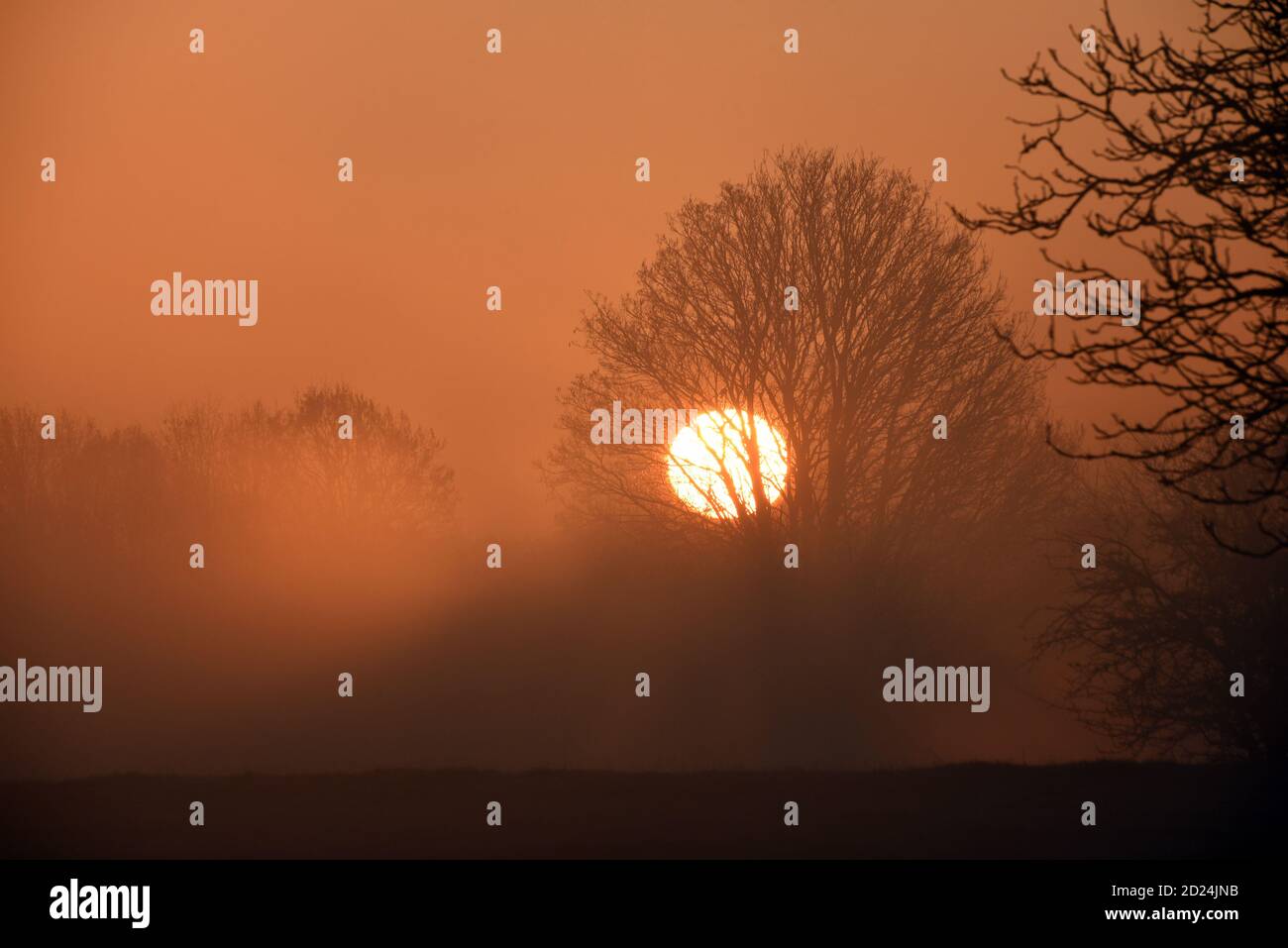 Le soleil se lève derrière les arbres dans cette photo prise un matin froid d'hiver Banque D'Images