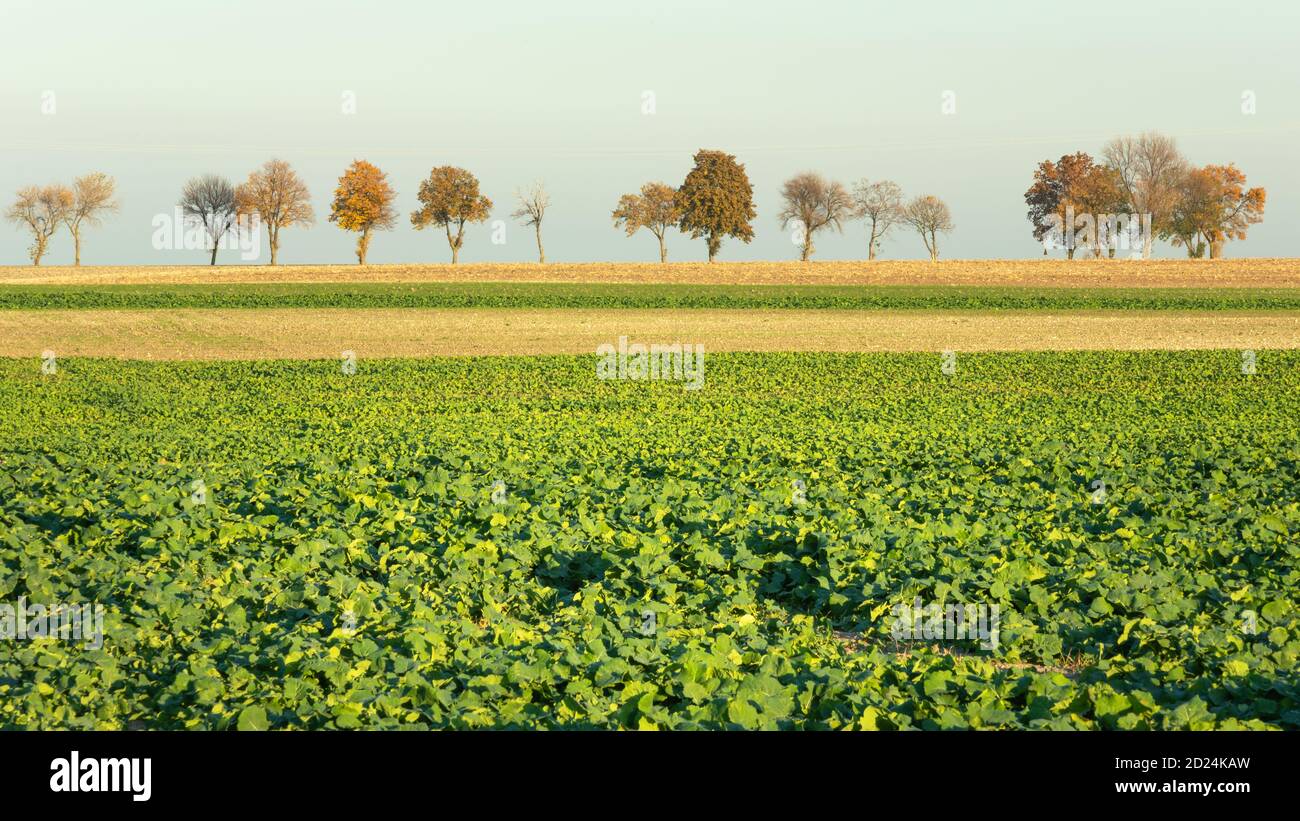 Arbres d'automne à l'horizon et champ de betteraves Banque D'Images