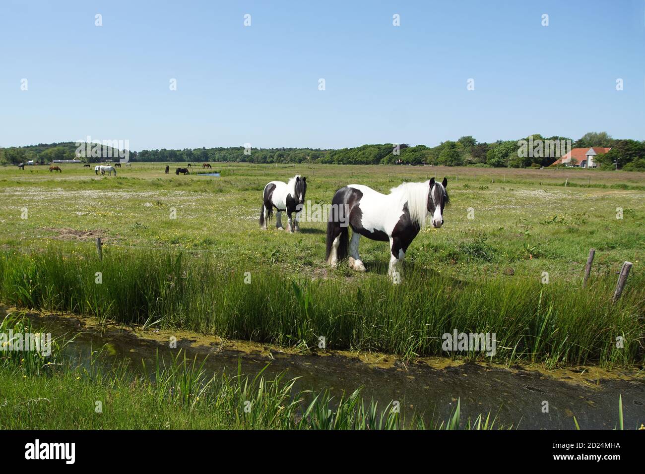 Paysage de pâturage. Gypsy Vaners chevaux paître dans la prairie en mai aux pays-Bas. Près du village de Bergen et des dunes Banque D'Images