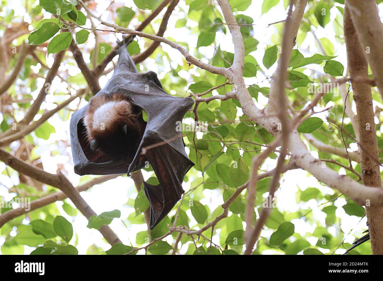 Renard volant indien (Pteropus giganteus) accroché à une branche d'arbre Banque D'Images