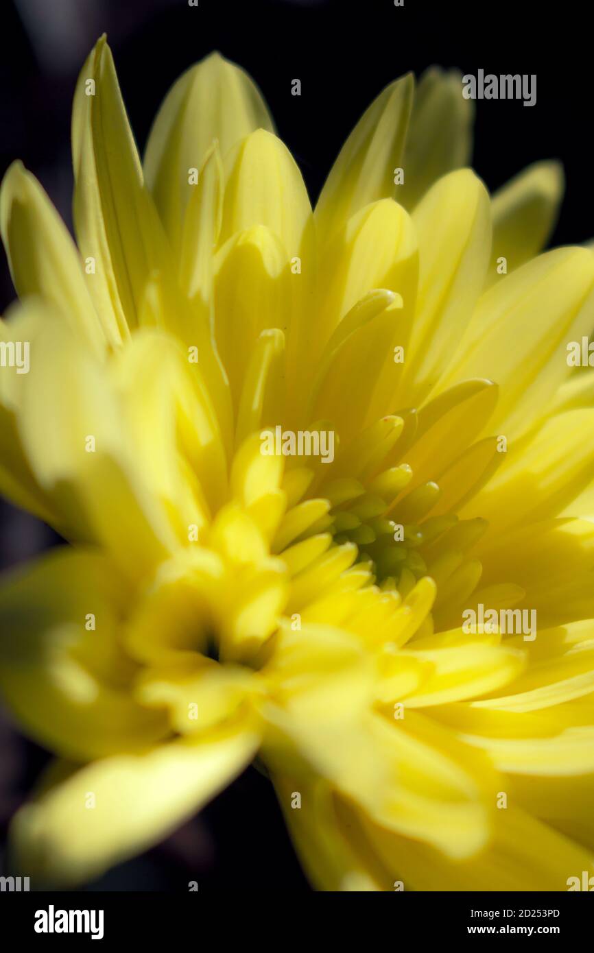 Chrysanthème jaune gros plan sur fond noir Banque D'Images