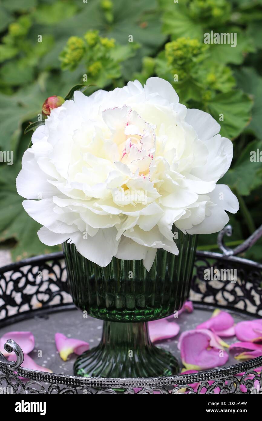 bouquet de fleur de pivoine blanche Banque D'Images