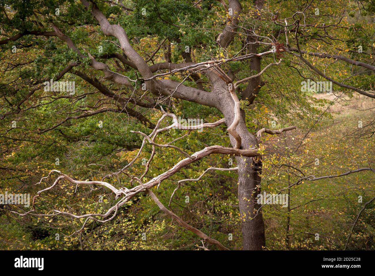 Arbre mort dans une forêt à la Ruhrhoehenweg dans les collines d'Ardey près de Herdecke, Rhénanie-du-Nord-Westphalie, Allemagne. Toter Baum im Wald am Ruhrhoehenweg im Banque D'Images