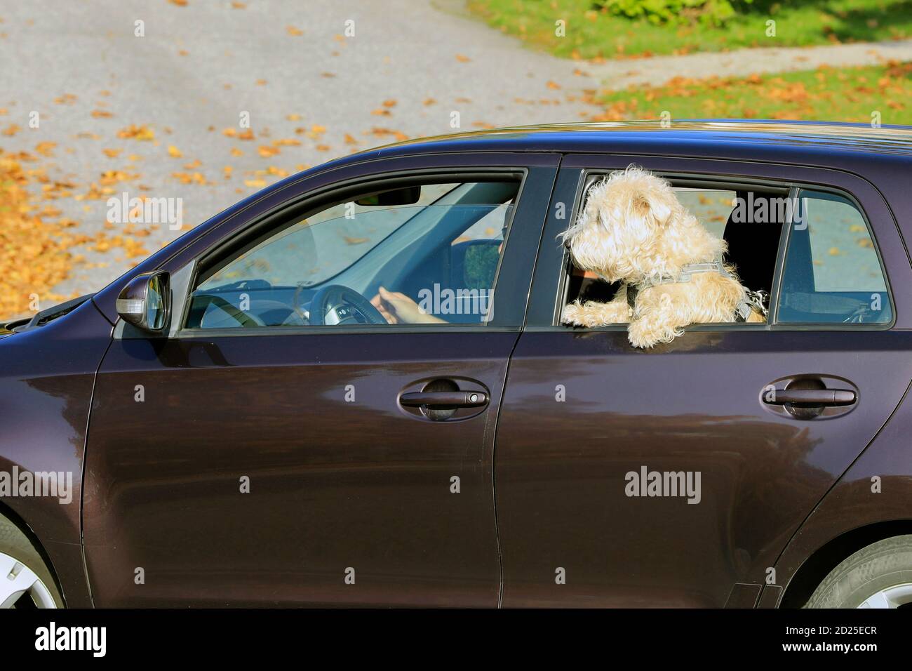 Mignon et curieux chien voyage dans le siège arrière de la voiture lors d'une belle journée ensoleillée, tête et pattes dehors, ceinture de sécurité attachée. Banque D'Images