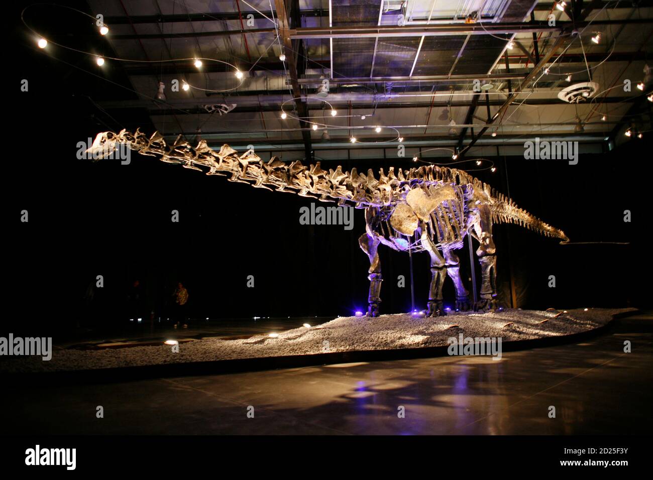 Visitors look at the skeleton of an Apatosaurus named 