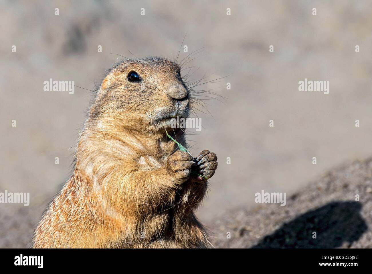 Gros plan du chien de prairie à queue noire (Cynomys ludovicianus) manger une lame d'herbe Banque D'Images