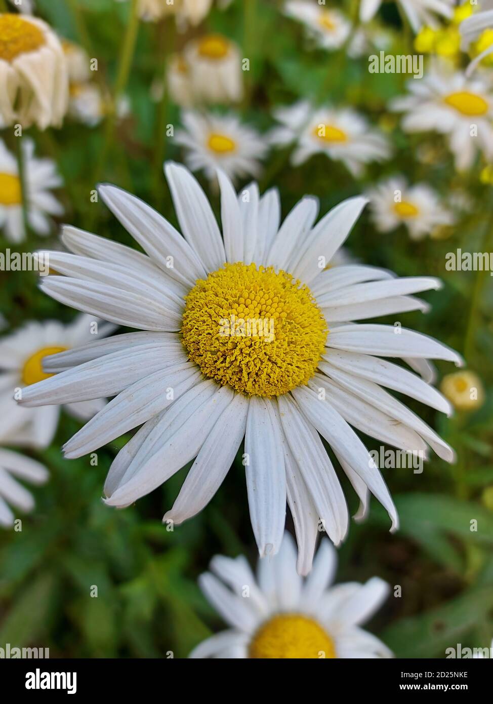 Camomille sur un pré de fleur dans le jardin avec de beaux pétales blancs. Banque D'Images
