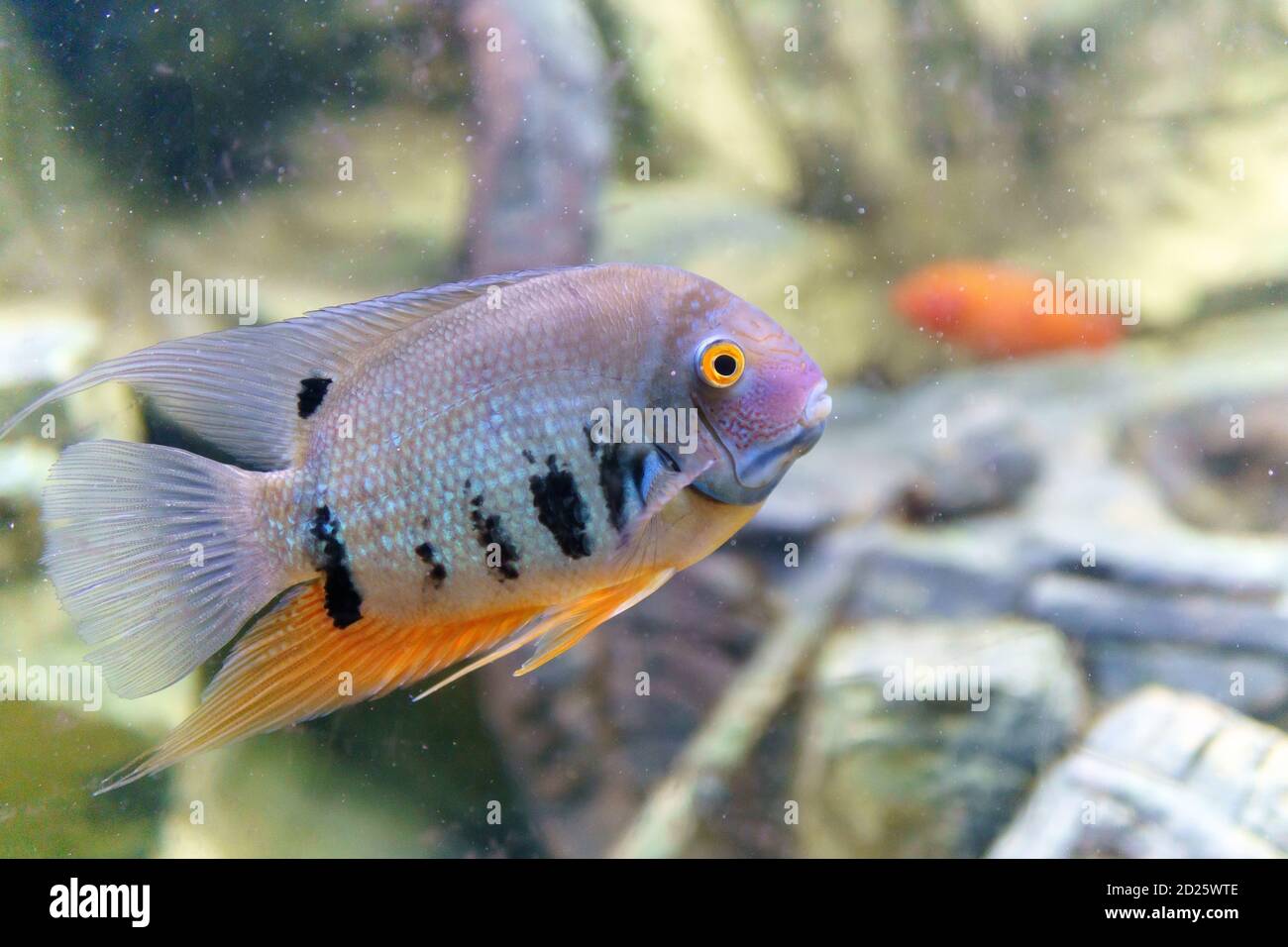 Poissons d'aquarium. L'astronaute de cichlid, ou Oscar. Poissons d'eau douce. Le poisson brillant Oscar est un poisson d'eau douce sud-américain de la famille des cichlidés. Banque D'Images