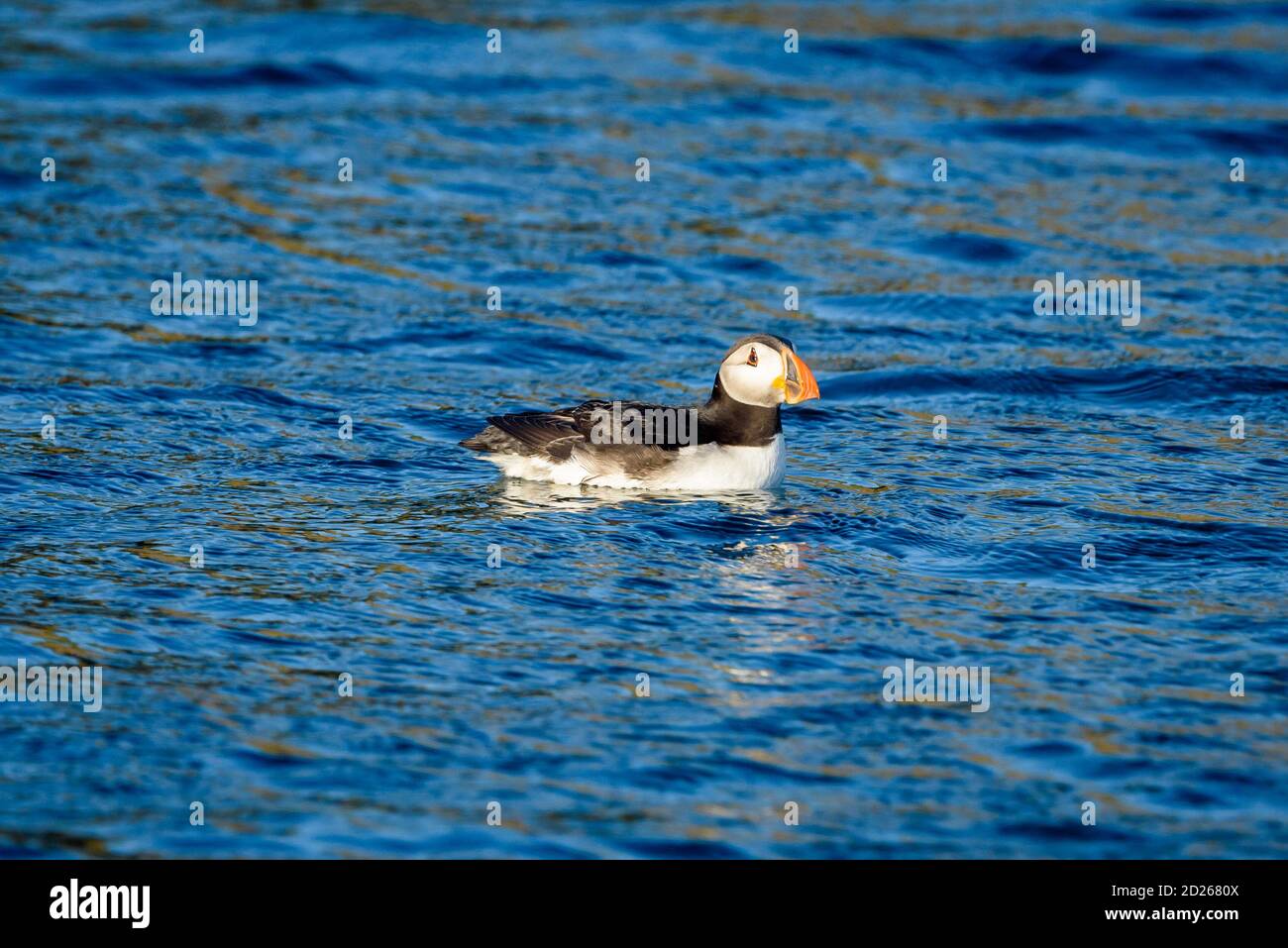 Puffins de l'île Skomer en mer et en interaction avec leurs copains sur l'île Skomer, Pembrokeshire, la plus grande colonie de macareux du sud du Royaume-Uni. Banque D'Images