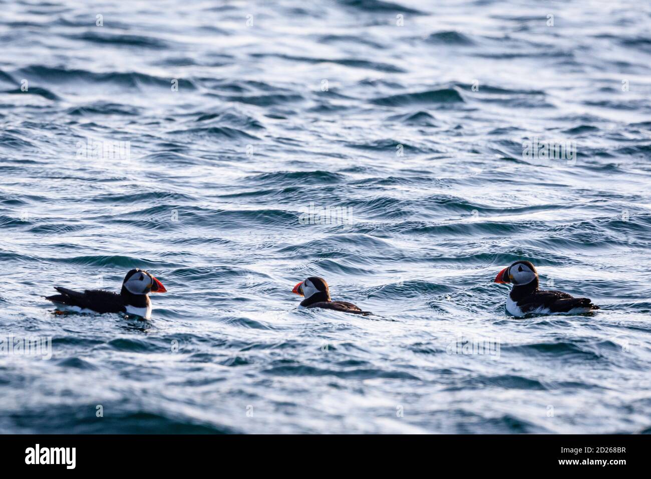 Puffins de l'île Skomer en mer et en interaction avec leurs copains sur l'île Skomer, Pembrokeshire, la plus grande colonie de macareux du sud du Royaume-Uni. Banque D'Images