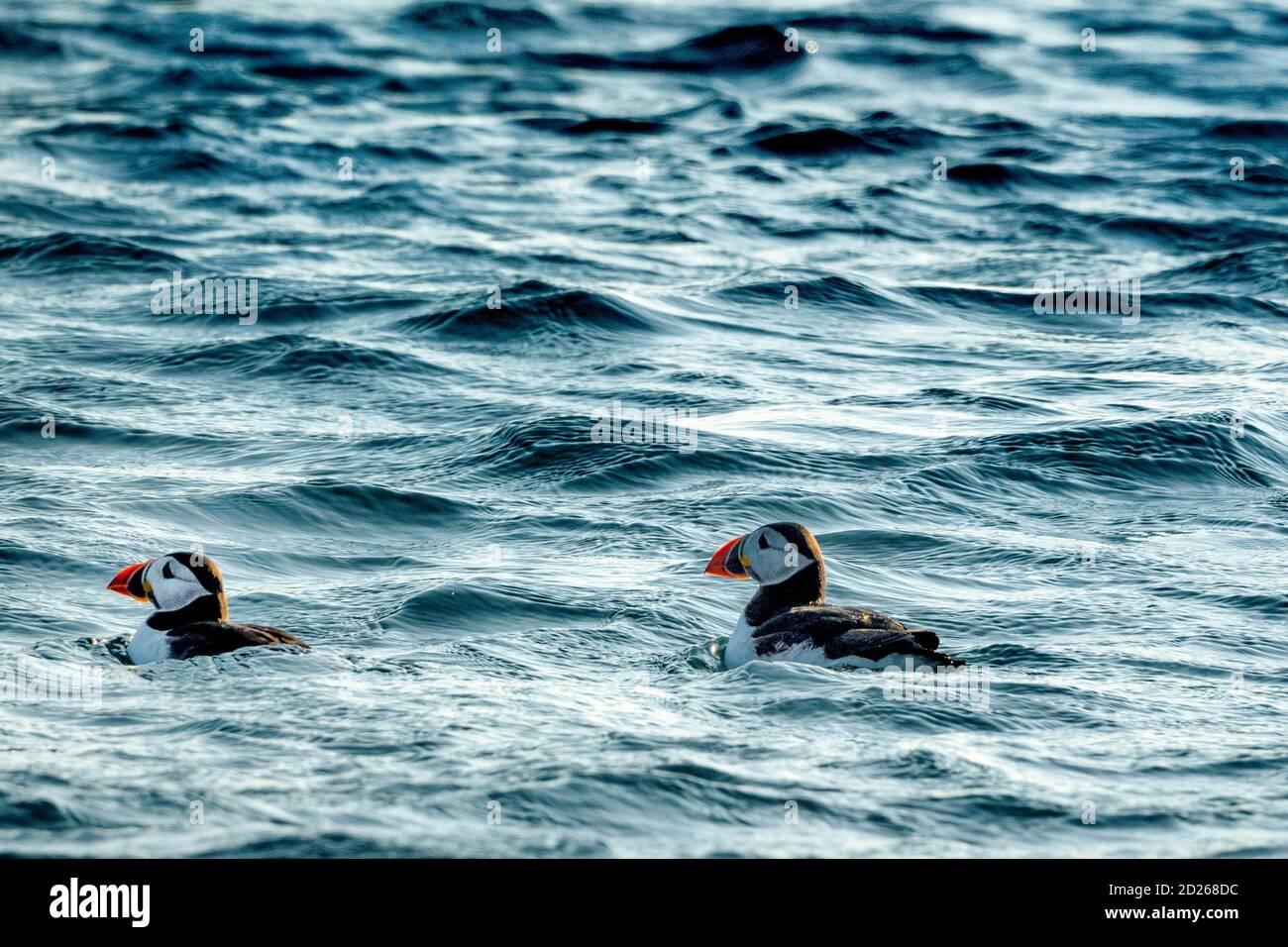 Puffins de l'île Skomer en mer et en interaction avec leurs copains sur l'île Skomer, Pembrokeshire, la plus grande colonie de macareux du sud du Royaume-Uni. Banque D'Images