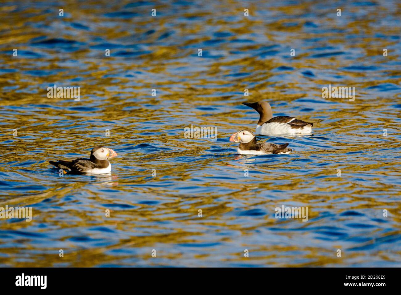 Puffins de l'île Skomer en mer et en interaction avec leurs copains sur l'île Skomer, Pembrokeshire, la plus grande colonie de macareux du sud du Royaume-Uni. Banque D'Images