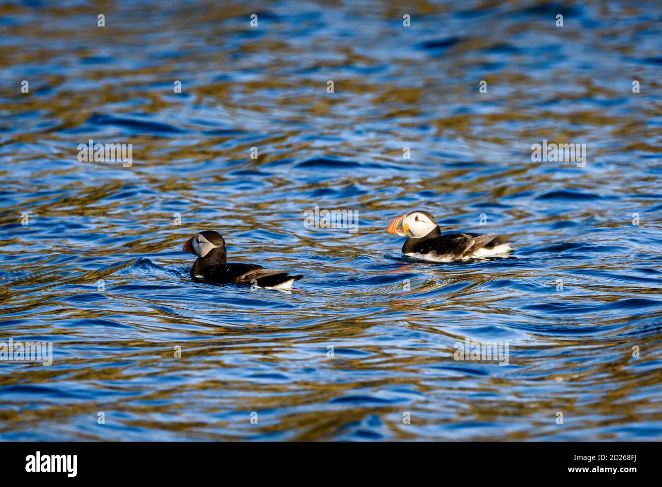 Puffins de l'île Skomer en mer et en interaction avec leurs copains sur l'île Skomer, Pembrokeshire, la plus grande colonie de macareux du sud du Royaume-Uni. Banque D'Images