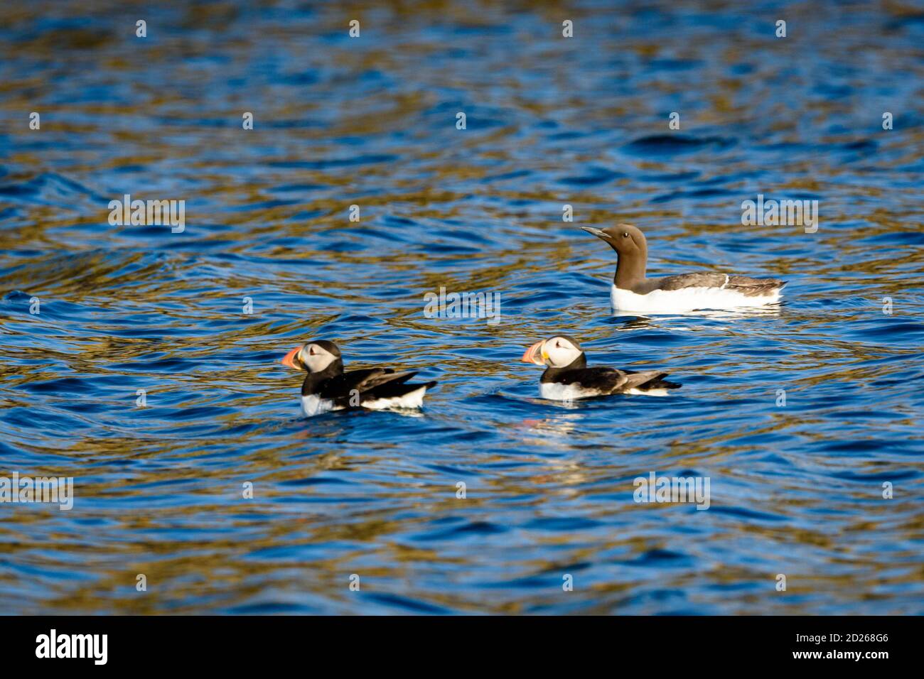 Puffins de l'île Skomer en mer et en interaction avec leurs copains sur l'île Skomer, Pembrokeshire, la plus grande colonie de macareux du sud du Royaume-Uni. Banque D'Images