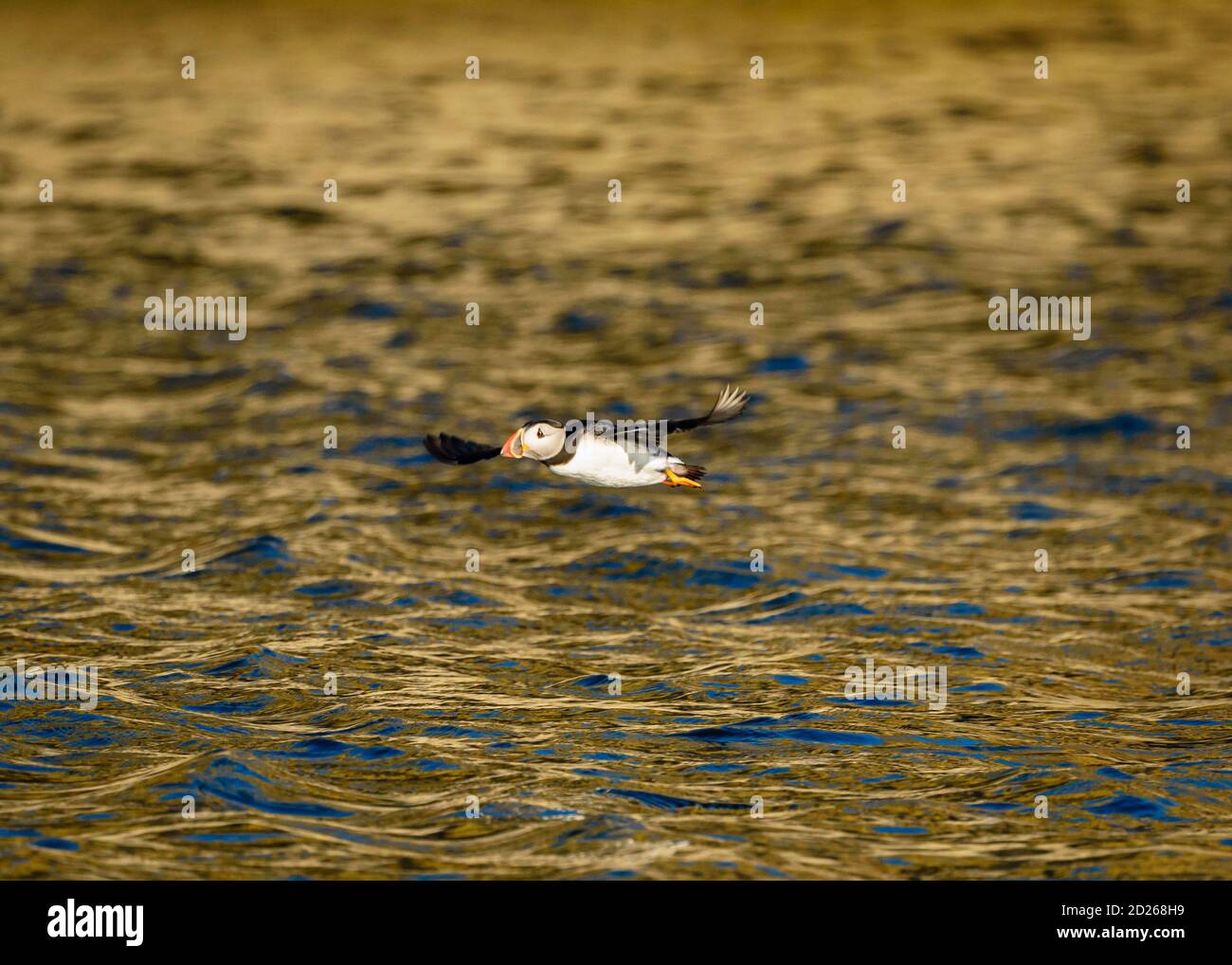 Puffins de l'île Skomer en mer et en interaction avec leurs copains sur l'île Skomer, Pembrokeshire, la plus grande colonie de macareux du sud du Royaume-Uni. Banque D'Images