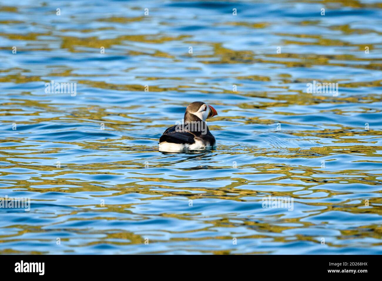 Puffins de l'île Skomer en mer et en interaction avec leurs copains sur l'île Skomer, Pembrokeshire, la plus grande colonie de macareux du sud du Royaume-Uni. Banque D'Images