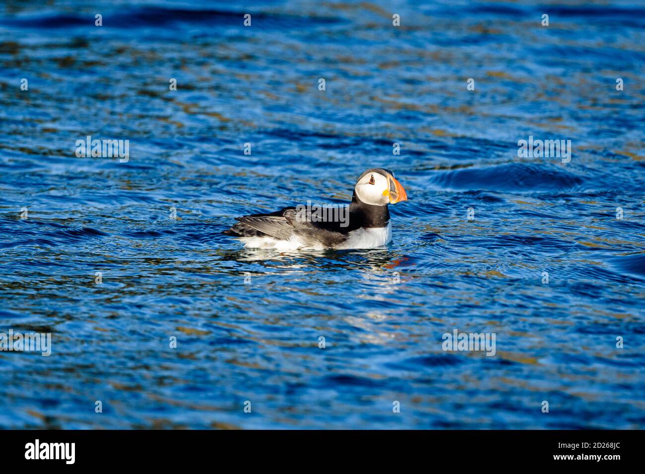 Puffins de l'île Skomer en mer et en interaction avec leurs copains sur l'île Skomer, Pembrokeshire, la plus grande colonie de macareux du sud du Royaume-Uni. Banque D'Images