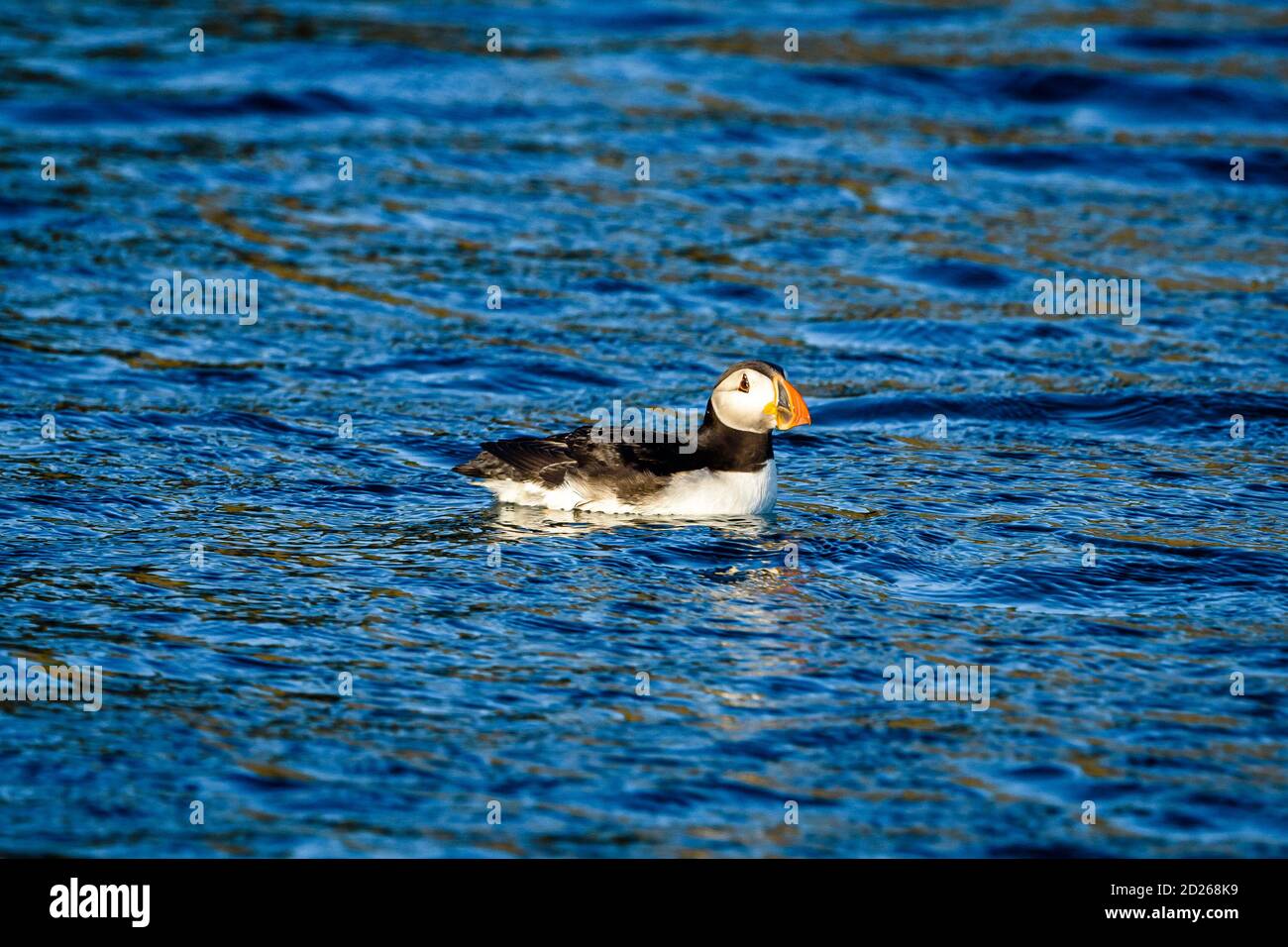 Puffins de l'île Skomer en mer et en interaction avec leurs copains sur l'île Skomer, Pembrokeshire, la plus grande colonie de macareux du sud du Royaume-Uni. Banque D'Images