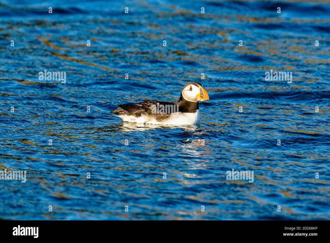 Puffins de l'île Skomer en mer et en interaction avec leurs copains sur l'île Skomer, Pembrokeshire, la plus grande colonie de macareux du sud du Royaume-Uni. Banque D'Images