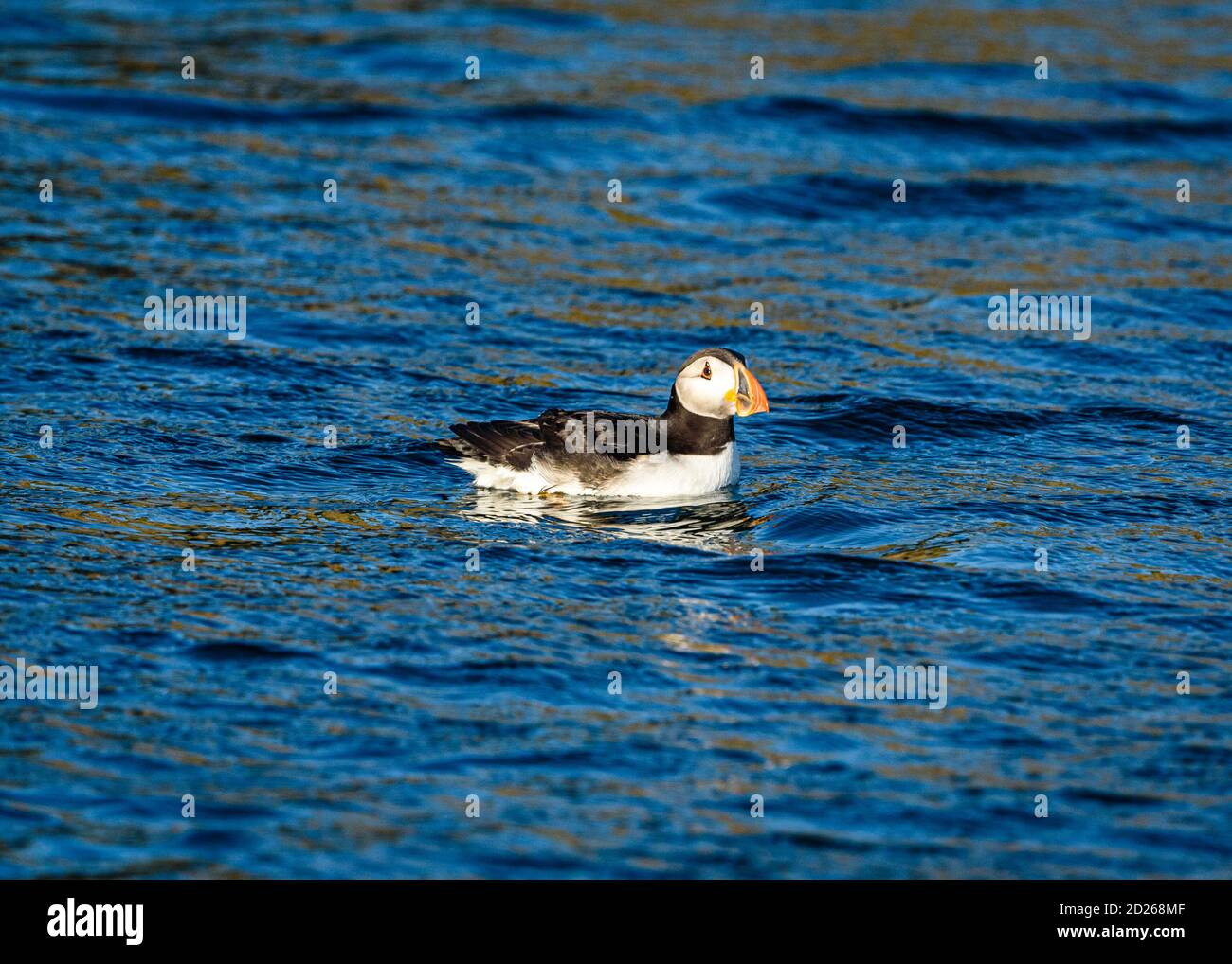 Puffins de l'île Skomer en mer et en interaction avec leurs copains sur l'île Skomer, Pembrokeshire, la plus grande colonie de macareux du sud du Royaume-Uni. Banque D'Images