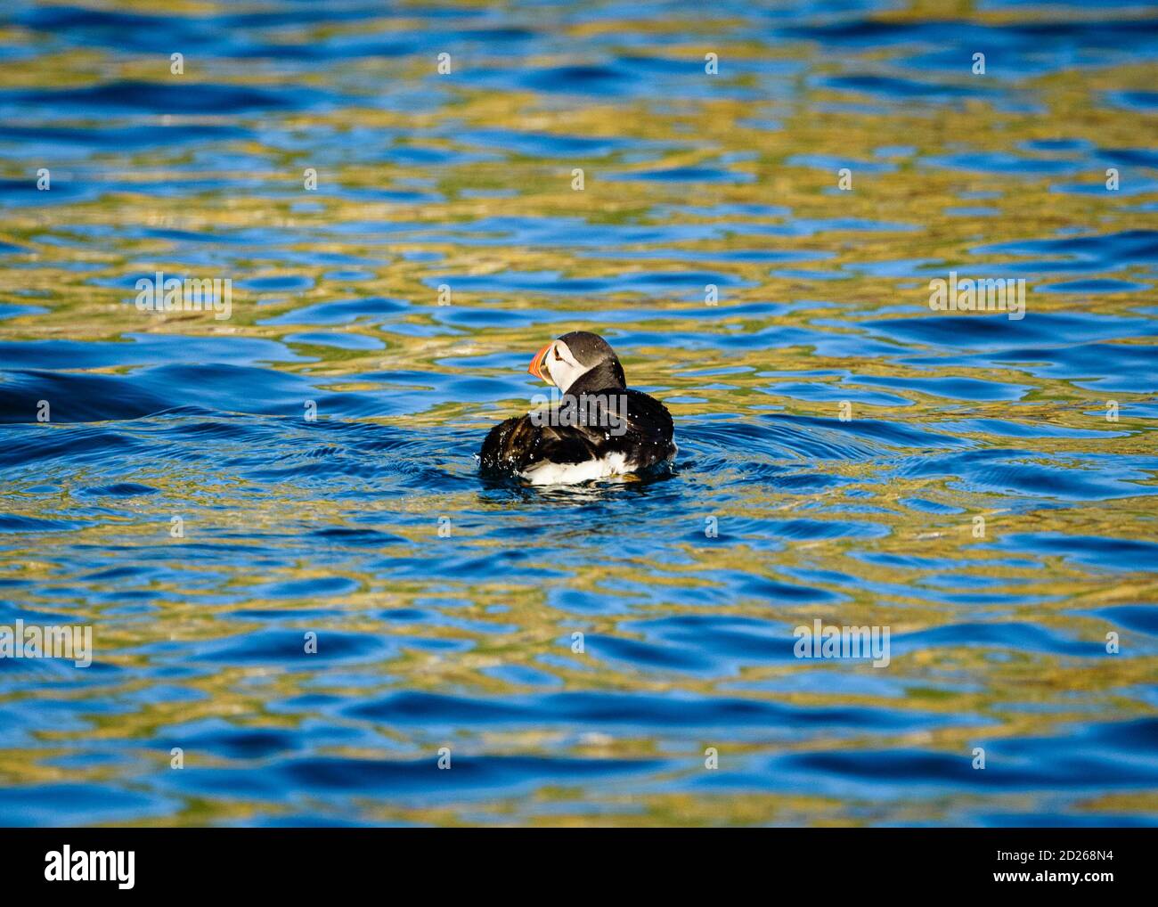 Puffins de l'île Skomer en mer et en interaction avec leurs copains sur l'île Skomer, Pembrokeshire, la plus grande colonie de macareux du sud du Royaume-Uni. Banque D'Images