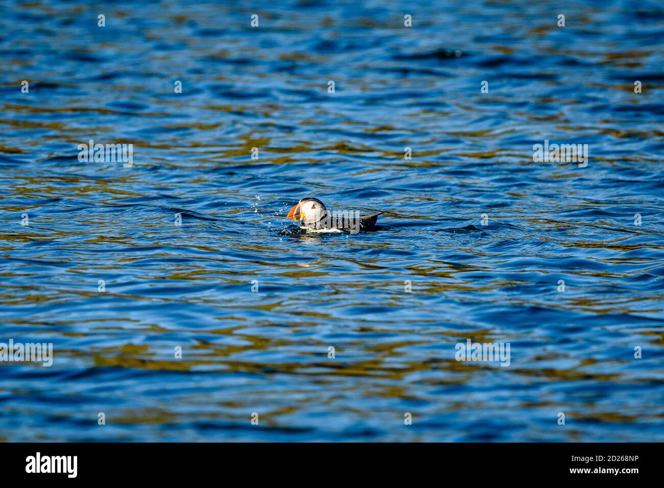 Puffins de l'île Skomer en mer et en interaction avec leurs copains sur l'île Skomer, Pembrokeshire, la plus grande colonie de macareux du sud du Royaume-Uni. Banque D'Images