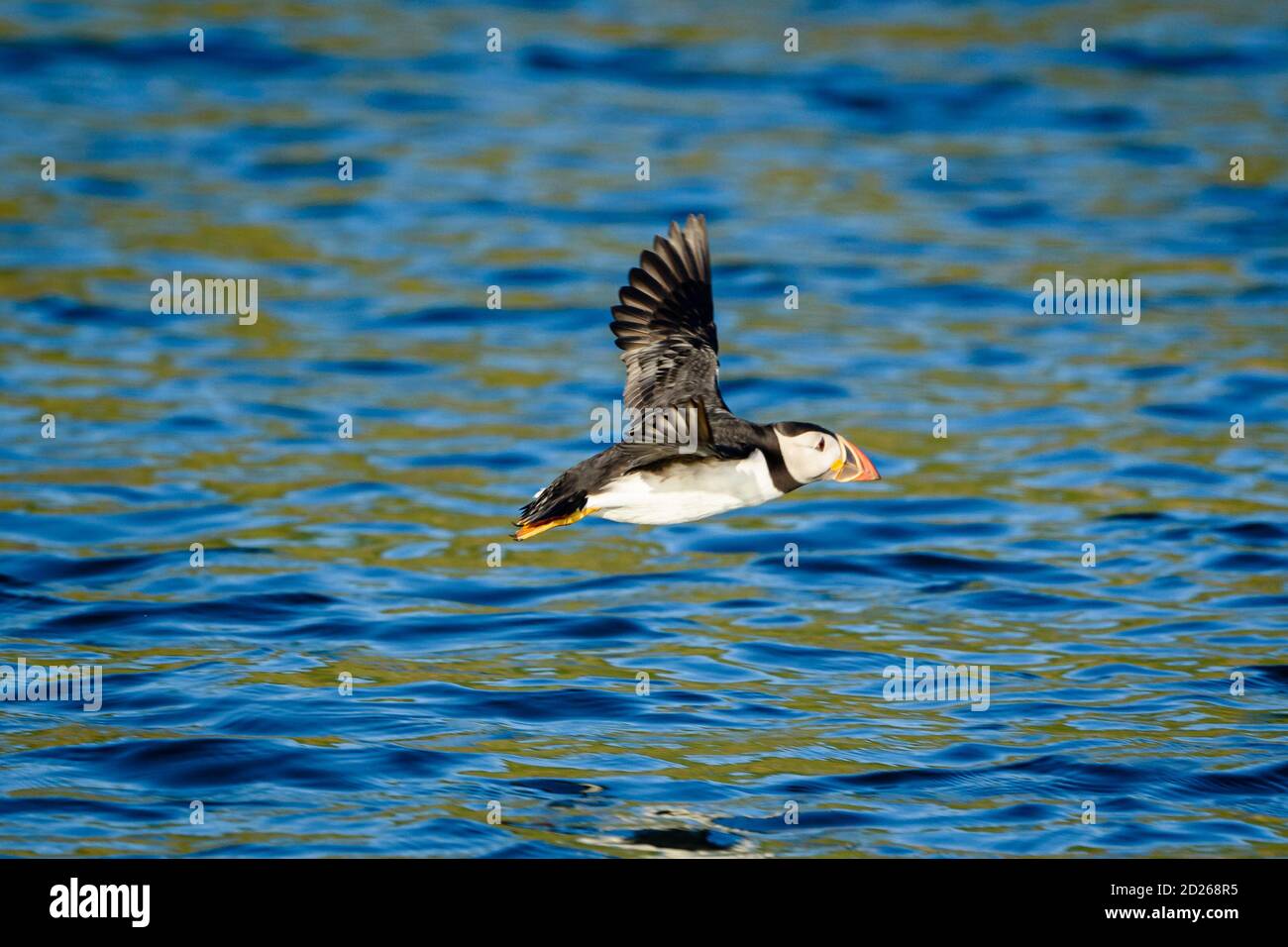 Puffins de l'île Skomer en mer et en interaction avec leurs copains sur l'île Skomer, Pembrokeshire, la plus grande colonie de macareux du sud du Royaume-Uni. Banque D'Images