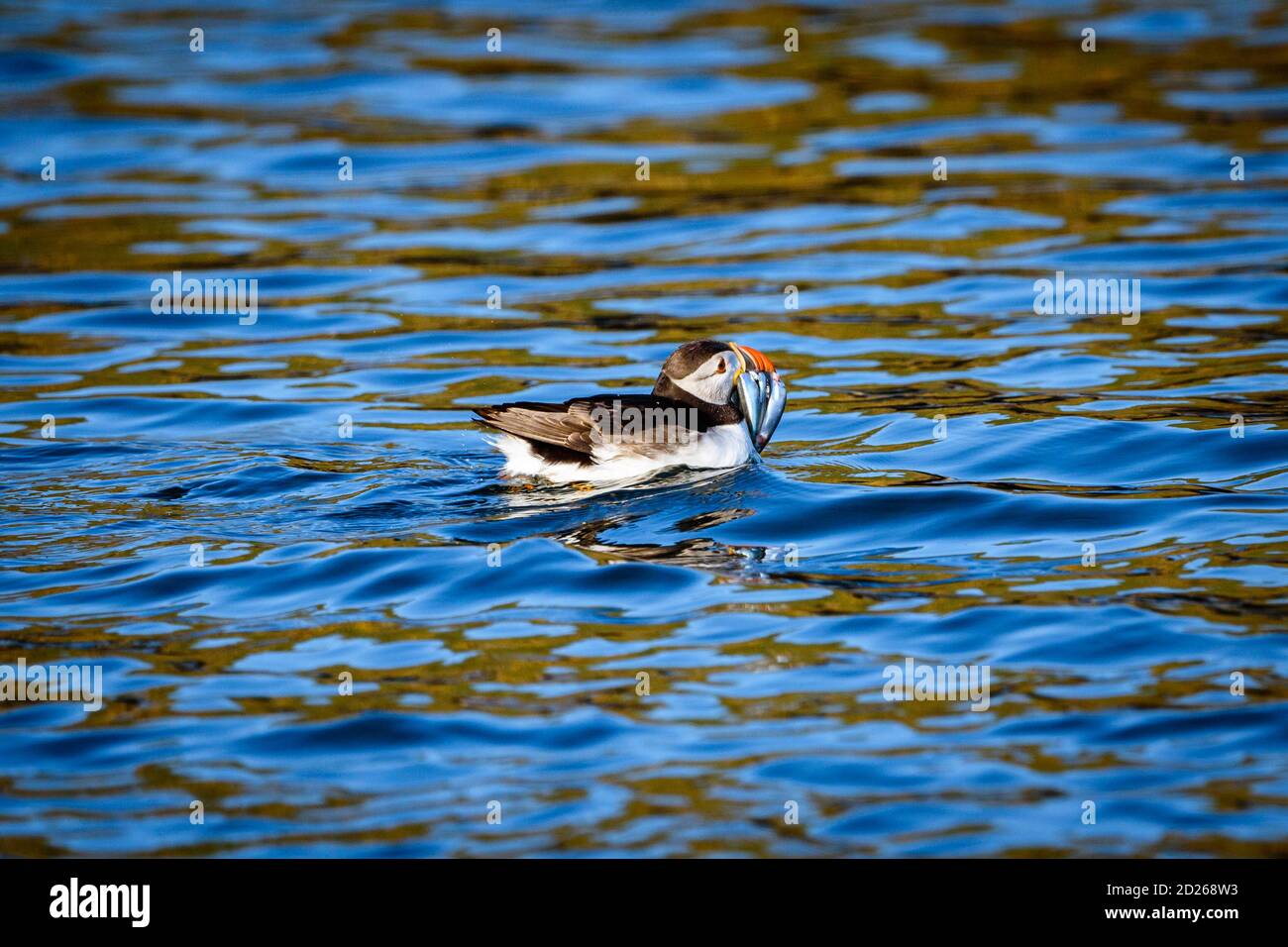 Puffins de l'île Skomer en mer et en interaction avec leurs copains sur l'île Skomer, Pembrokeshire, la plus grande colonie de macareux du sud du Royaume-Uni. Banque D'Images