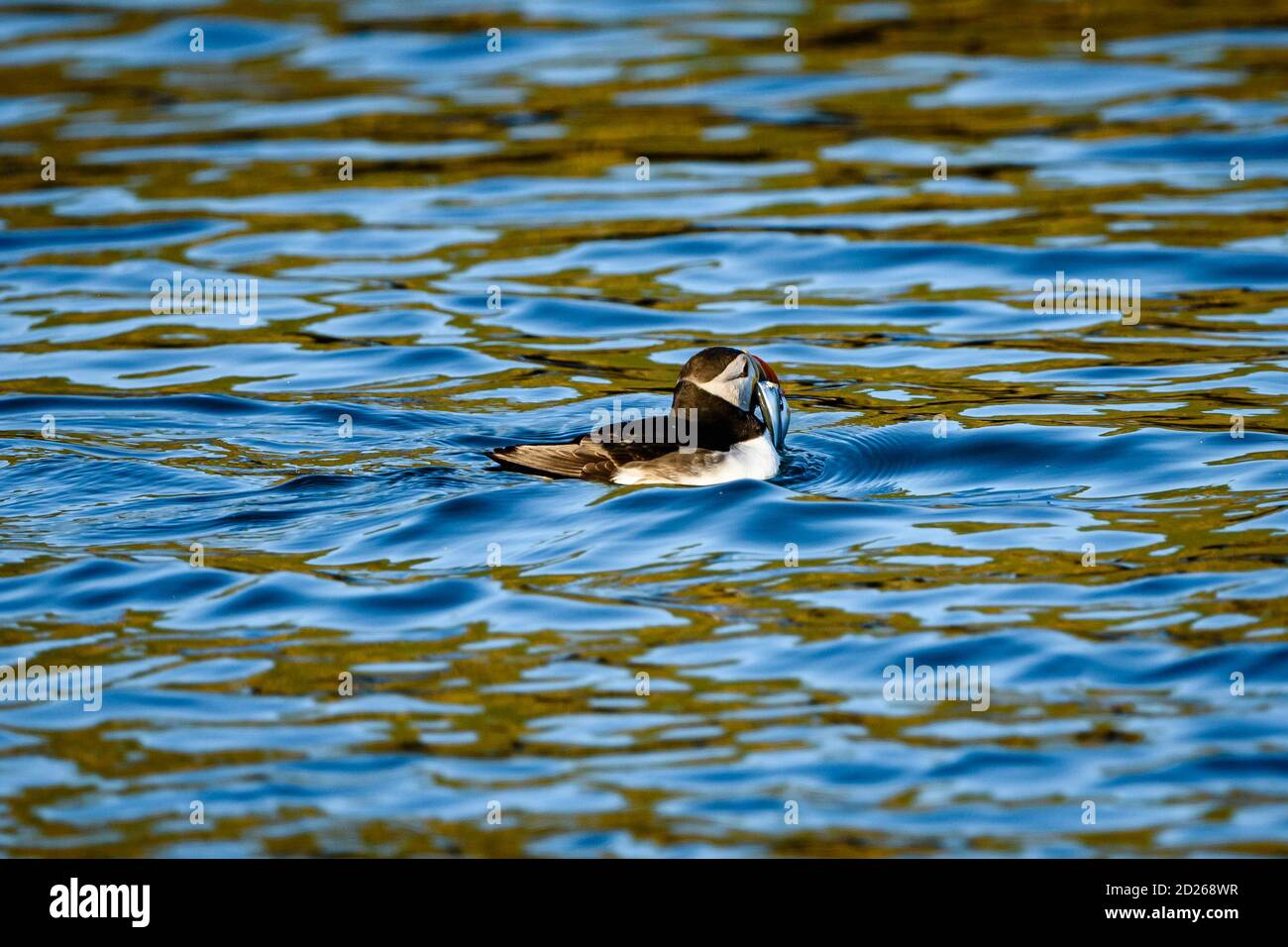 Puffins de l'île Skomer en mer et en interaction avec leurs copains sur l'île Skomer, Pembrokeshire, la plus grande colonie de macareux du sud du Royaume-Uni. Banque D'Images