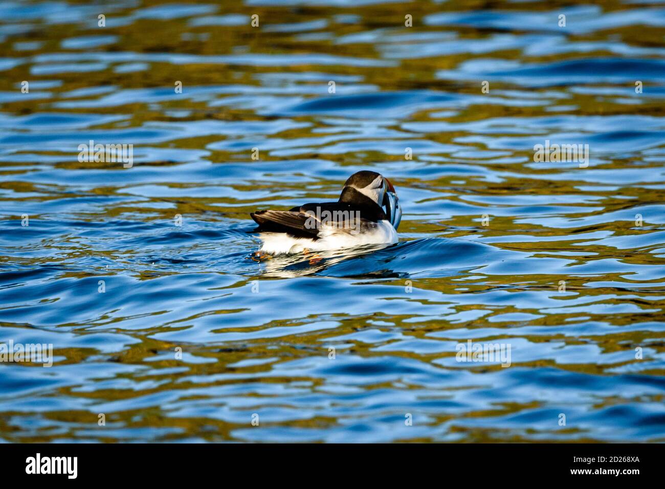 Puffins de l'île Skomer en mer et en interaction avec leurs copains sur l'île Skomer, Pembrokeshire, la plus grande colonie de macareux du sud du Royaume-Uni. Banque D'Images
