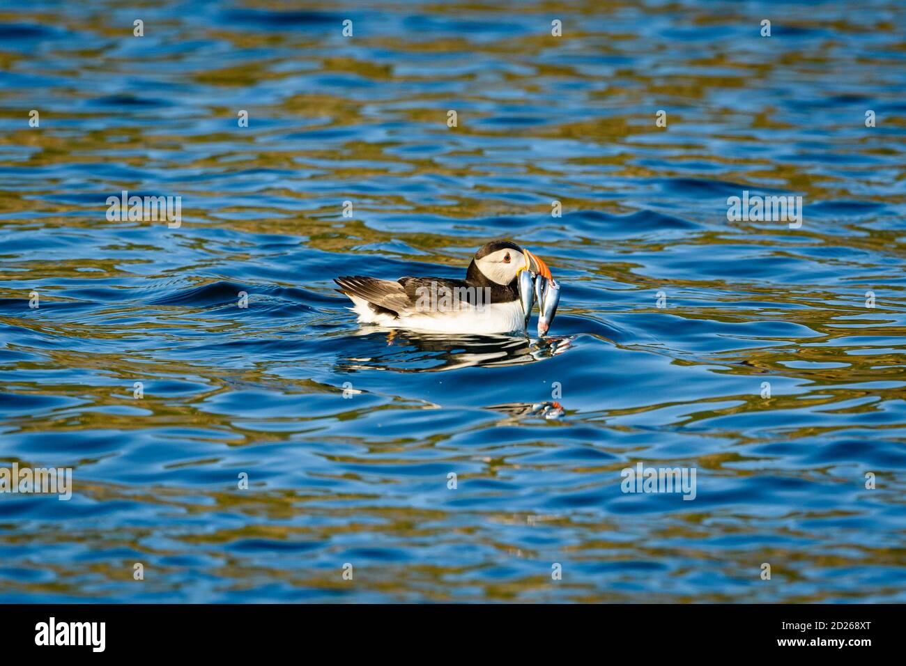 Puffins de l'île Skomer en mer et en interaction avec leurs copains sur l'île Skomer, Pembrokeshire, la plus grande colonie de macareux du sud du Royaume-Uni. Banque D'Images